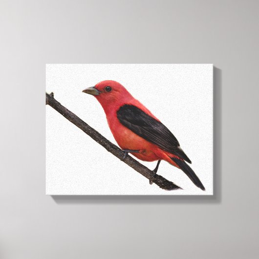 Scarlet Tanager op Branch Canvas Afdruk (Voorkant)