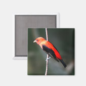 Scarlet Tanager Square Magnet Magneet (Voorkant / Achterkant)