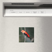 Scarlet Tanager Square Magnet Magneet (Insitu (Vaatwasser))
