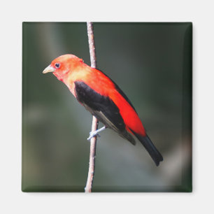 Scarlet Tanager Square Magnet Magneet