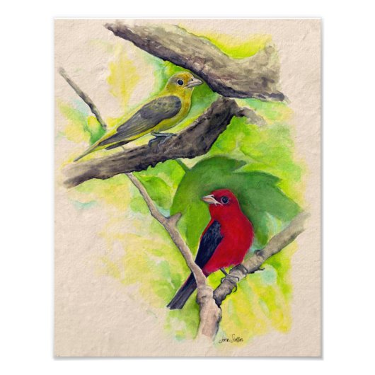 Scarlet Tanagers Birds Aquarelle Photo Imprimer (Devant)
