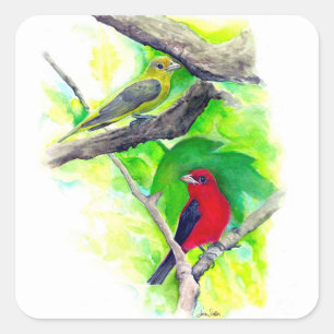 Scarlet Tanagers Vogels schilderen Vierkante Sticker