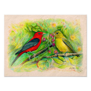 Scarlet Tanagers Waterverf Colored Pencil Tekening Foto Afdruk