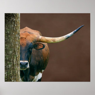 Scarlet - Texas Longhorn Koe Poster