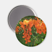 Scarlet Wisteria (Sesbania punicea) OBX Magnet (Recto/Verso)