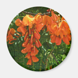 Scarlet Wisteria (Sesbania punicea) OBX Magnet Magneet