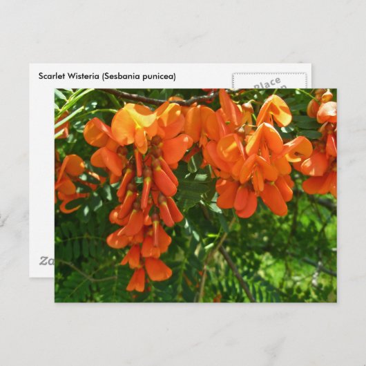 Scarlet Wisteria (Sesbania punicea) OBX NC reeks Briefkaart (Voorkant / Achterkant)