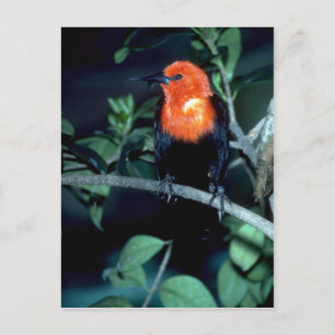 Scarlet-zwarte vogel, Zuid-Amerika Briefkaart