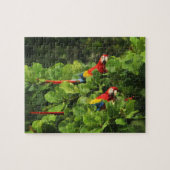 Scarlett Macaws in Almond tree Jigsaw Puzzle (Horizontal)