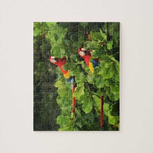 Scarlett Macaws in Almond tree Jigsaw Puzzle (Vertical)