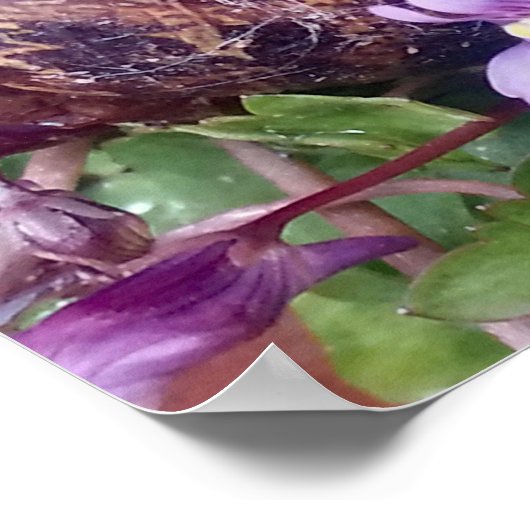 Scarred Shell Poster (Hoek)