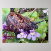 Scarred Shell Poster (Voorkant)