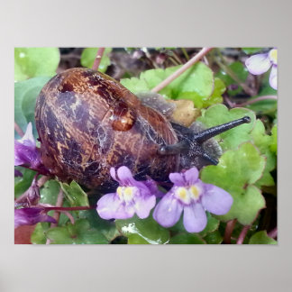 Scarred Shell Poster