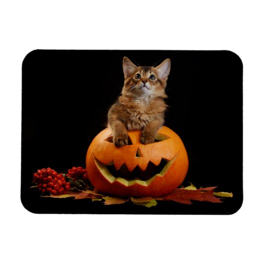 Scary Halloween Pumpkin en Somali Kitten Magneet (Horizontaal)