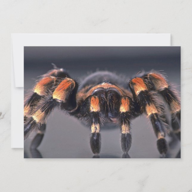 Scary Tarantula spider (Voorkant)