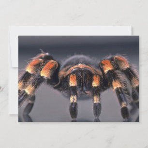 Scary Tarantula spider