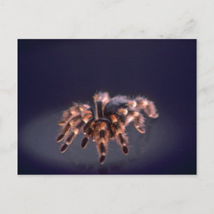 Scary Tarantula spider Briefkaart