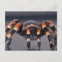 Scary Tarantula spider