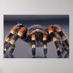 Scary Tarantula spider Poster