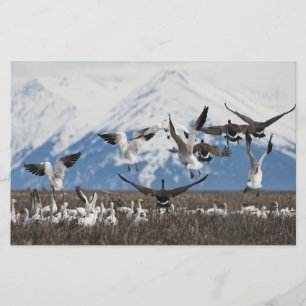 Scattering Geese Briefpapier