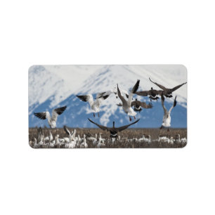 Scattering Geese Etiket