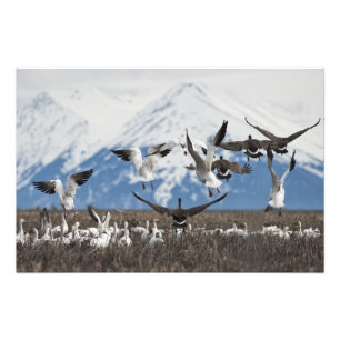 Scattering Geese Foto Afdruk