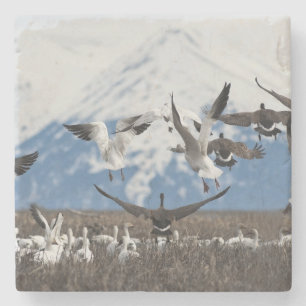 Scattering Geese Stenen Onderzetter