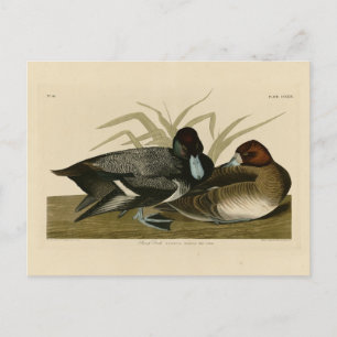 Scaup Duck (Lesser Scaup) Audubon Birds of America Briefkaart