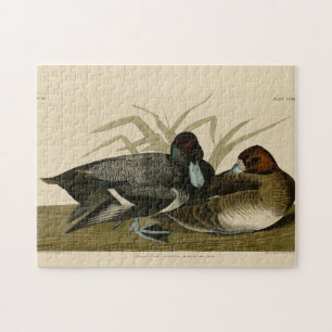 Scaup Duck (Lesser Scaup) Audubon Birds of America Legpuzzel