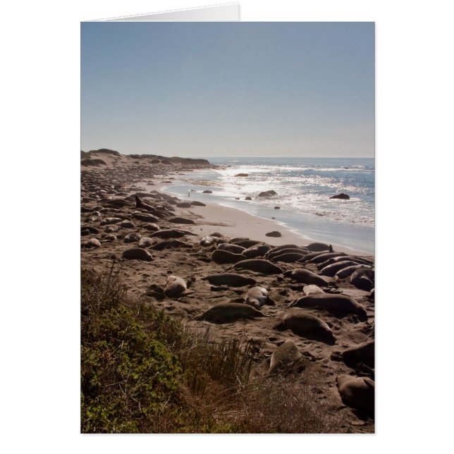 Sceau d'éléphant (Devant)