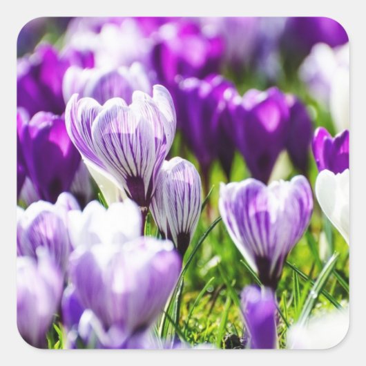 Sceaux d'enveloppe et autocollants Crocus Violet (Devant)