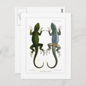 Sceloporus asper briefkaart (Voorkant / Achterkant)