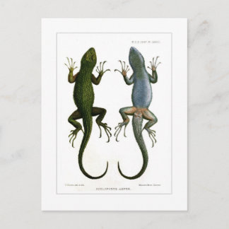 Sceloporus asper briefkaart