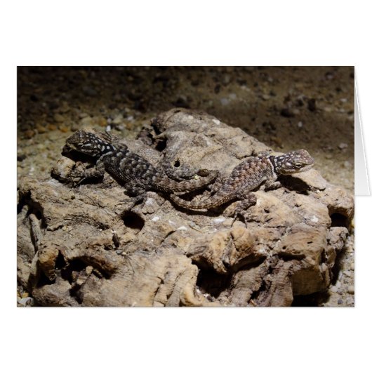 Sceloporus cyanogene (Voorkant Horizontaal)