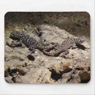 Sceloporus cyanogene muismat