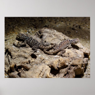 Sceloporus cyanogene poster