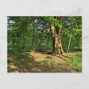 Scène De Bois. Blackweir Woods, carte postale Card