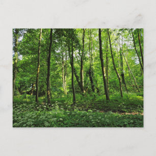 Scène De Bois. Blackweir Woods, carte postale Card