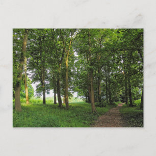 Scène De Bois. Blackweir Woods, carte postale Card