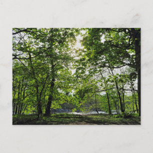 Scène De Bois. Blackweir Woods, carte postale Card