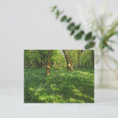 Scène forestière. Carte postale de Blackweir Woods (Debout devant)