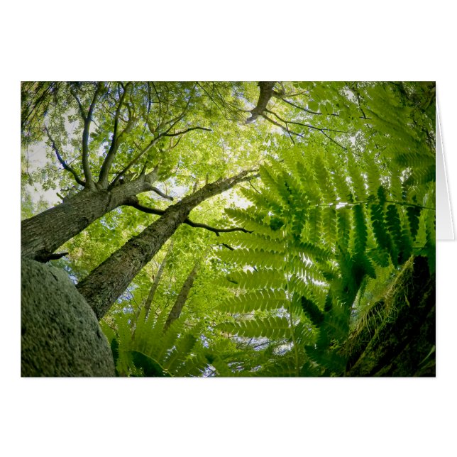 Scène forestière dans le parc national d'Acadia, M (Devant horizontal)