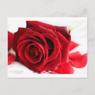 Scent van een Roos Briefkaart