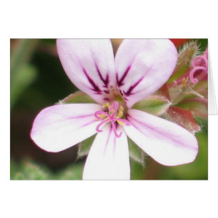 Scented Geranium Card