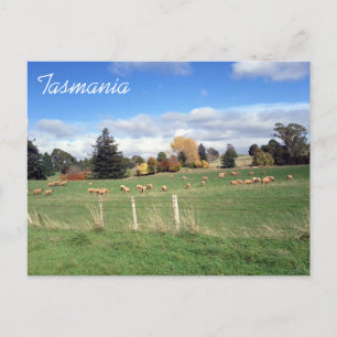 schaaftasmanie briefkaart