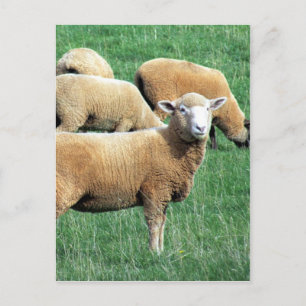 schaafuiterlijk briefkaart