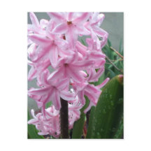 Schaakvolle roze hyacinth-ventilator na voorjaarsr