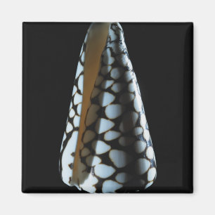 Schaal van één stuk 2 magneet