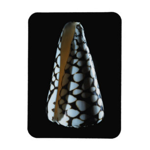 Schaal van één stuk 2 magneet