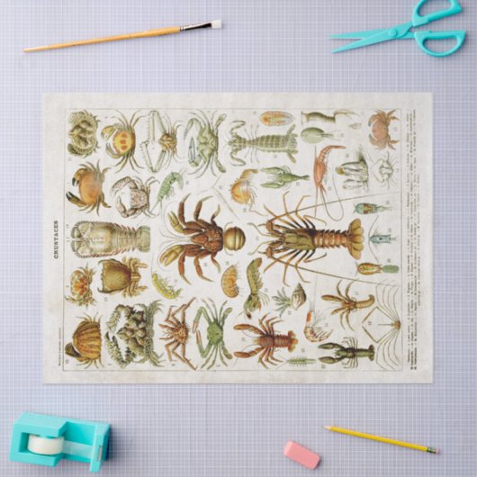 Schaaldieren Scheepvaart Tissuepapier (Craft)